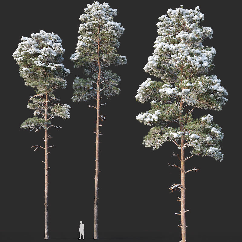 Pinus sylvestris Nr12 H17-22m Winter Four tree set 3D model_3