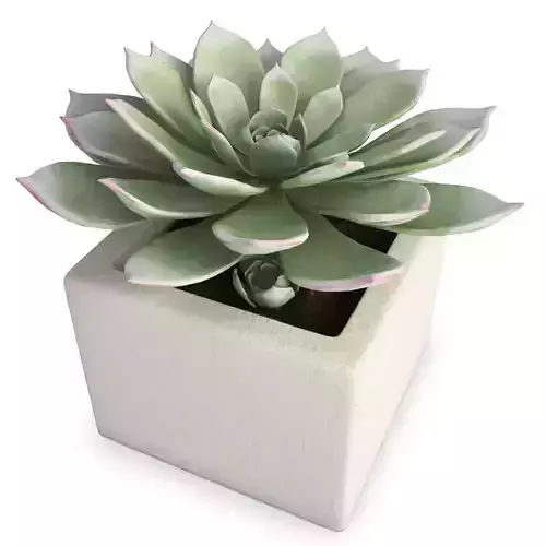 Interior Succulent Plant Aeonium