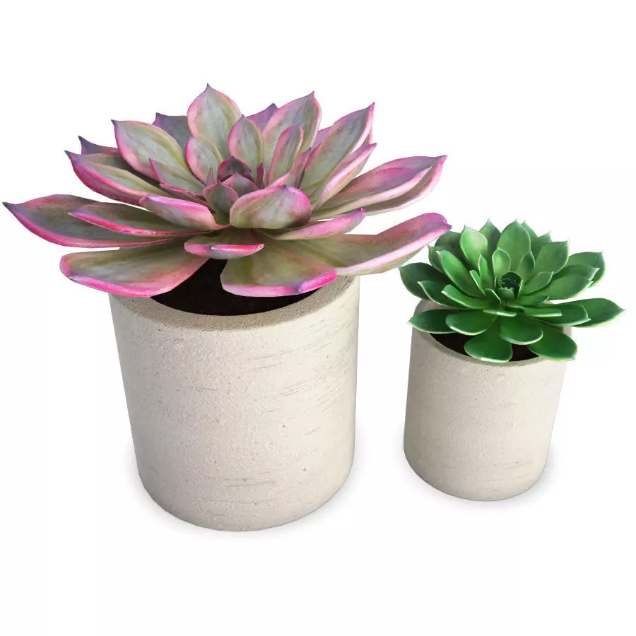 Aeonium Succulent Plants 3D model