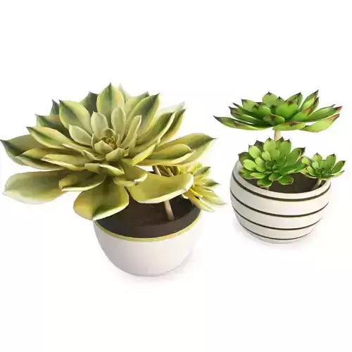 Two Interior Succulent Plants