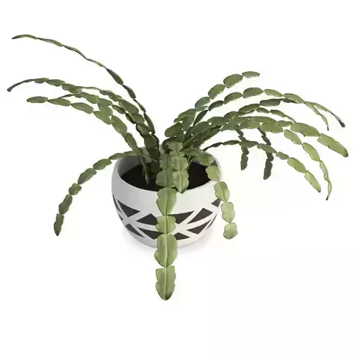 Succulent Plant Schlumbergera