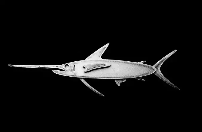 Low-Poly 2D Sailfish  3D print model