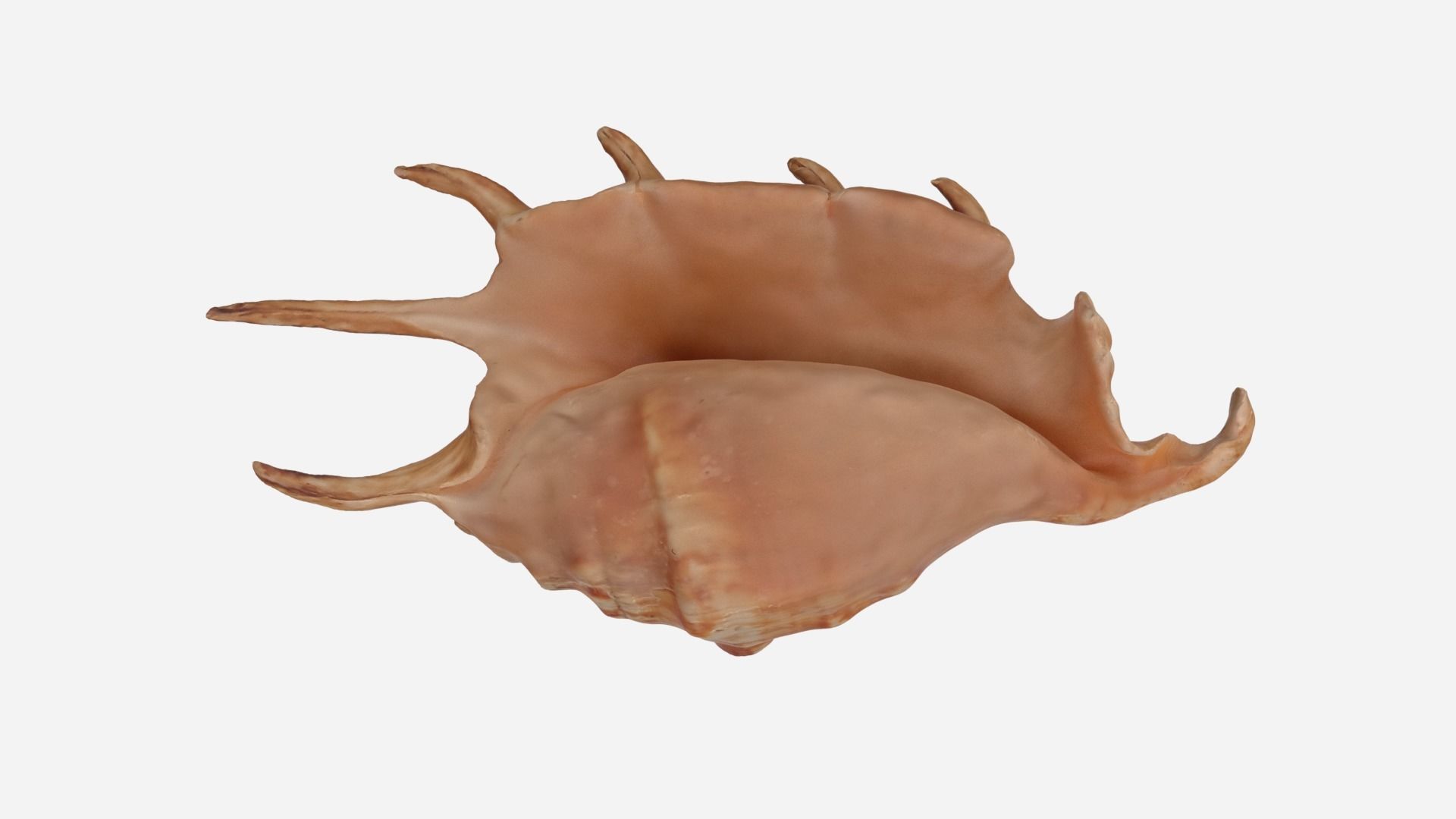 Sea shell Spider Conch 3d model Low-poly 3D model_11