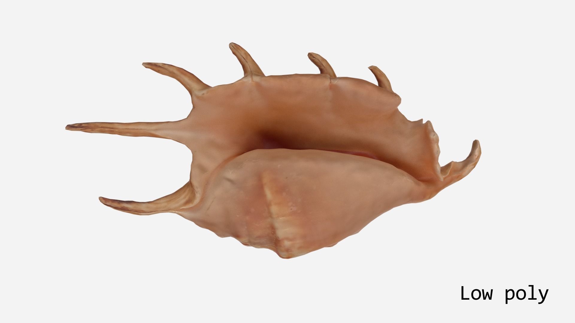 Sea shell Spider Conch 3d model Low-poly 3D model_16