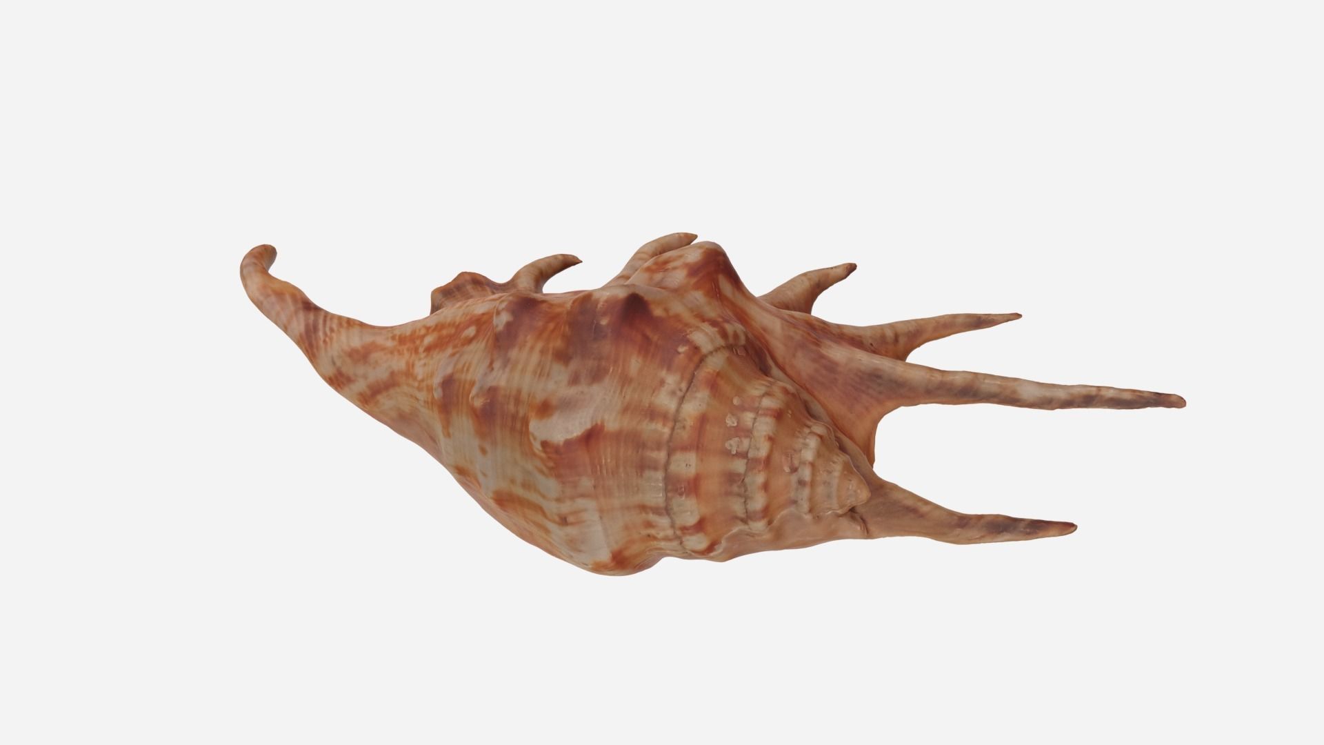 Sea shell Spider Conch 3d model Low-poly 3D model_5