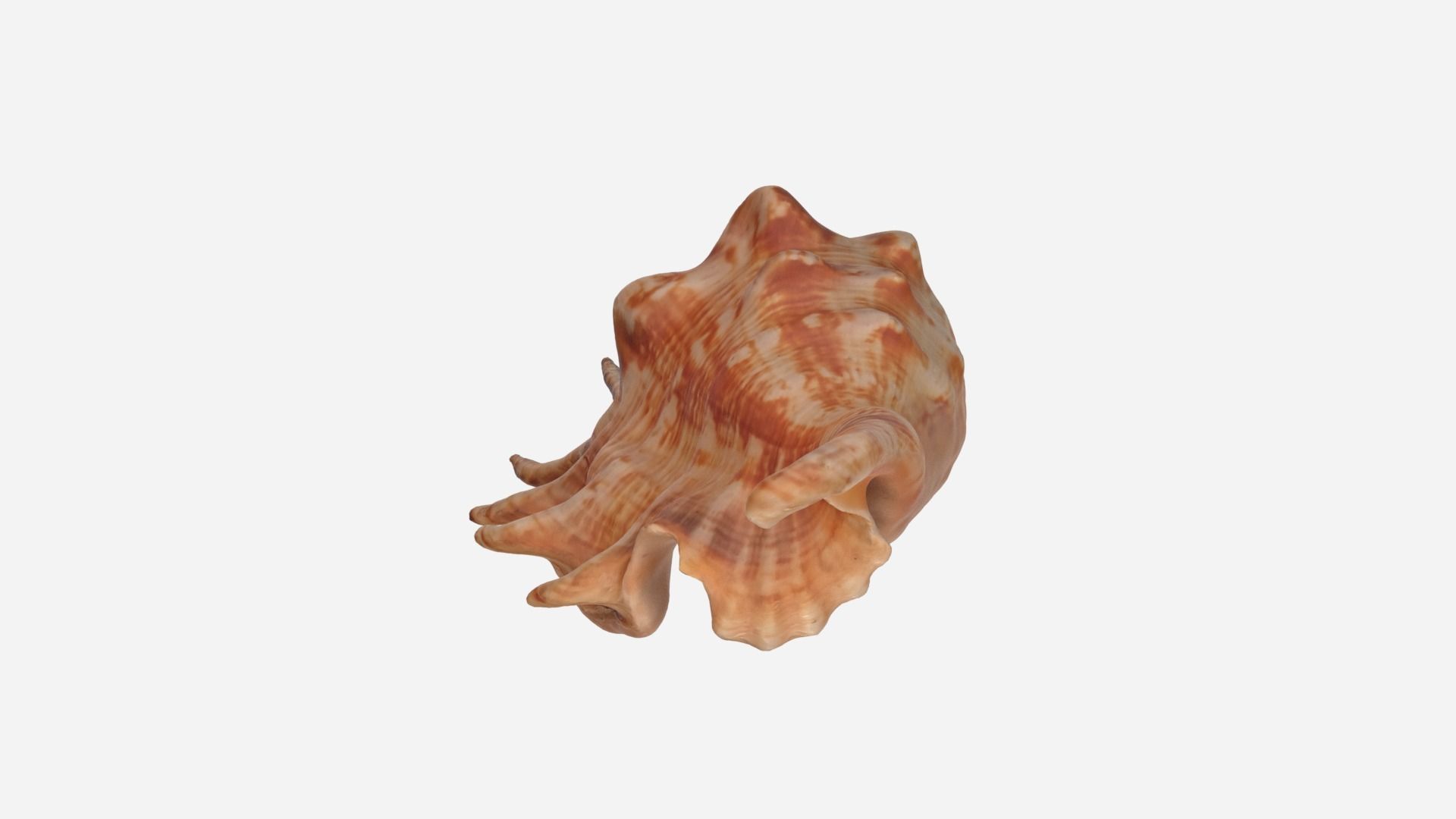 Sea shell Spider Conch 3d model Low-poly 3D model_3