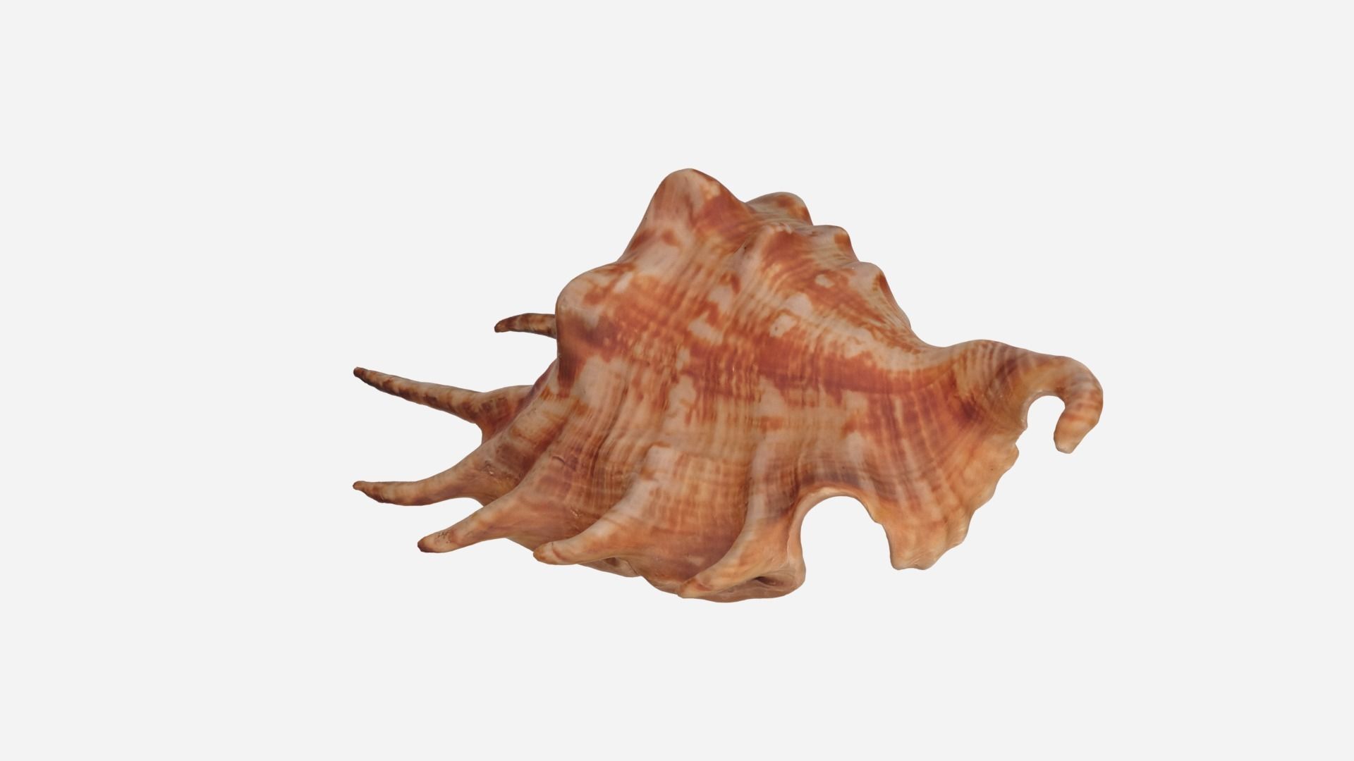 Sea shell Spider Conch 3d model Low-poly 3D model_2