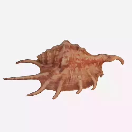 Sea shell Spider Conch 3d model