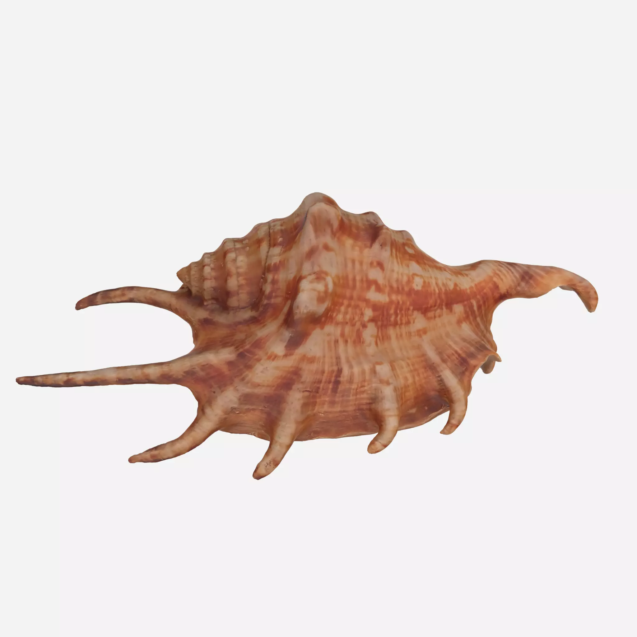 Sea shell Spider Conch 3d model Low-poly 3D model_0