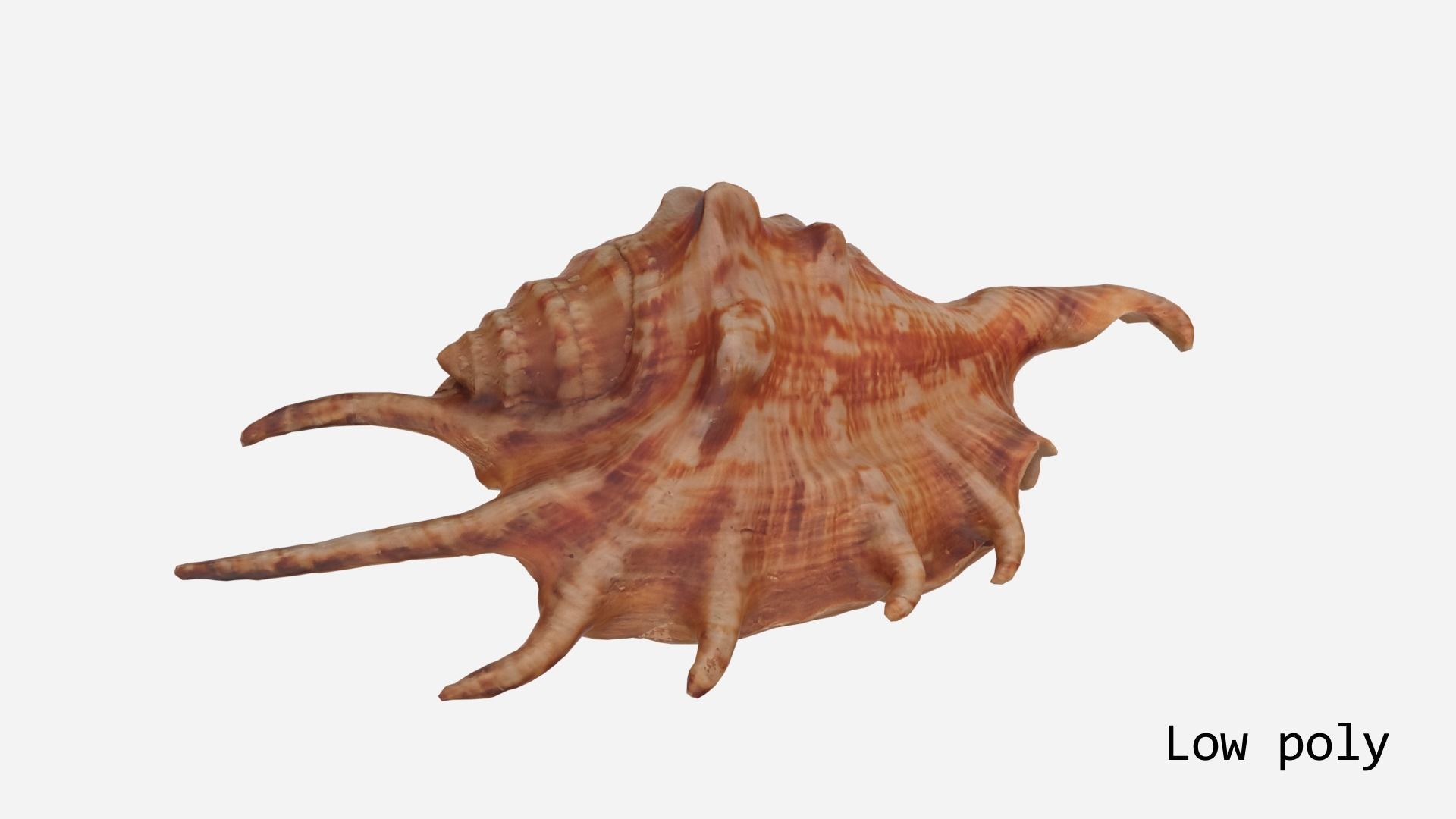 Sea shell Spider Conch 3d model Low-poly 3D model_14