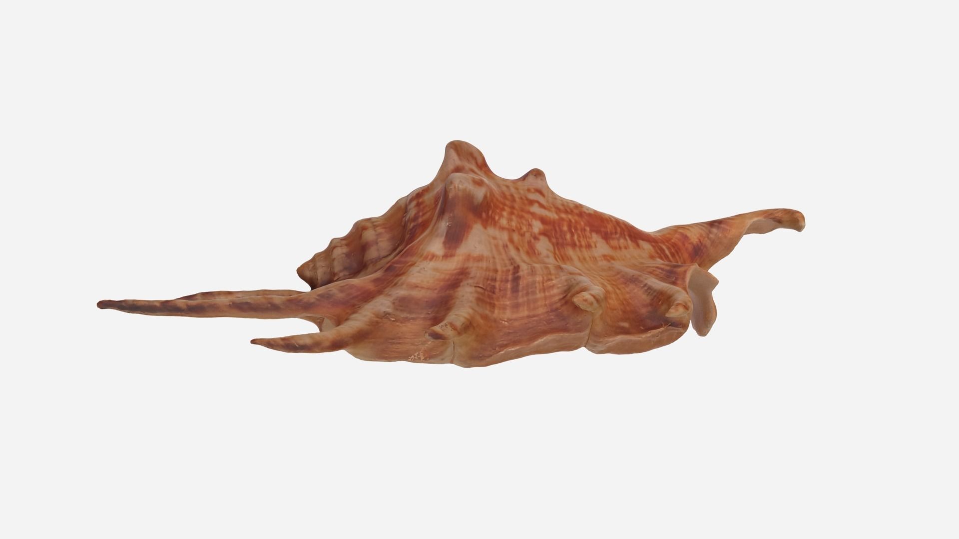 Sea shell Spider Conch 3d model Low-poly 3D model_8