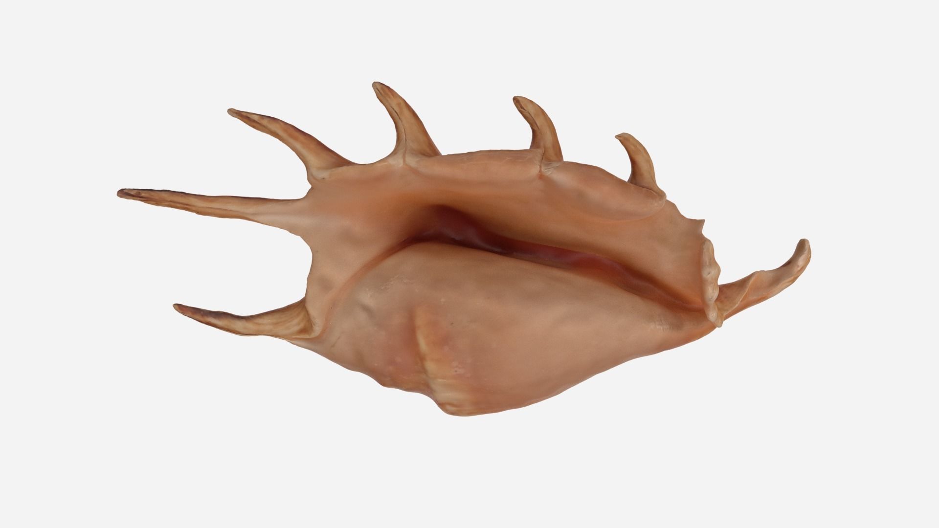 Sea shell Spider Conch 3d model Low-poly 3D model_10