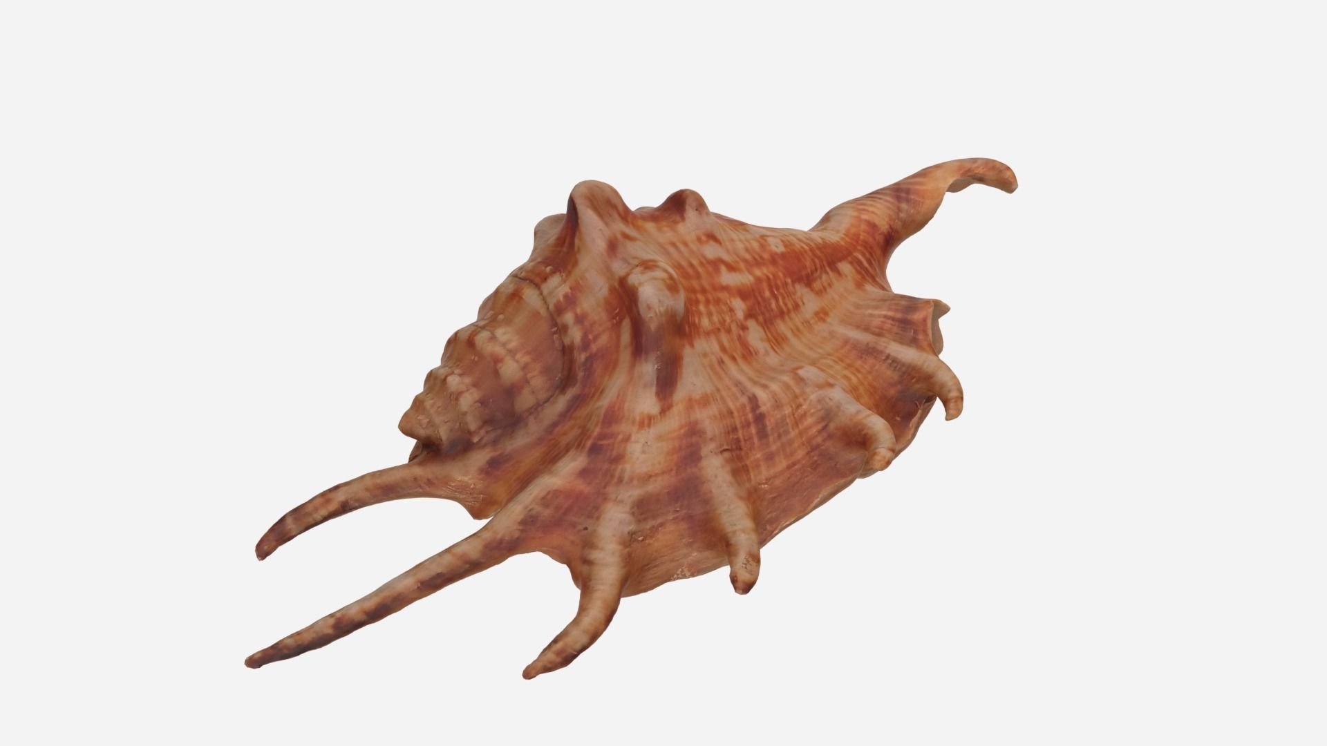 Sea shell Spider Conch 3d model Low-poly 3D model_7