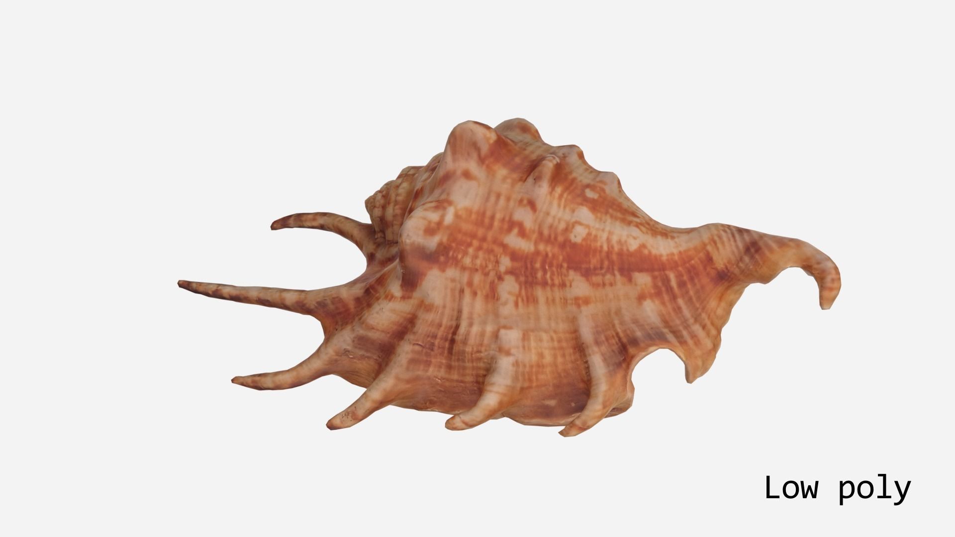 Sea shell Spider Conch 3d model Low-poly 3D model_15
