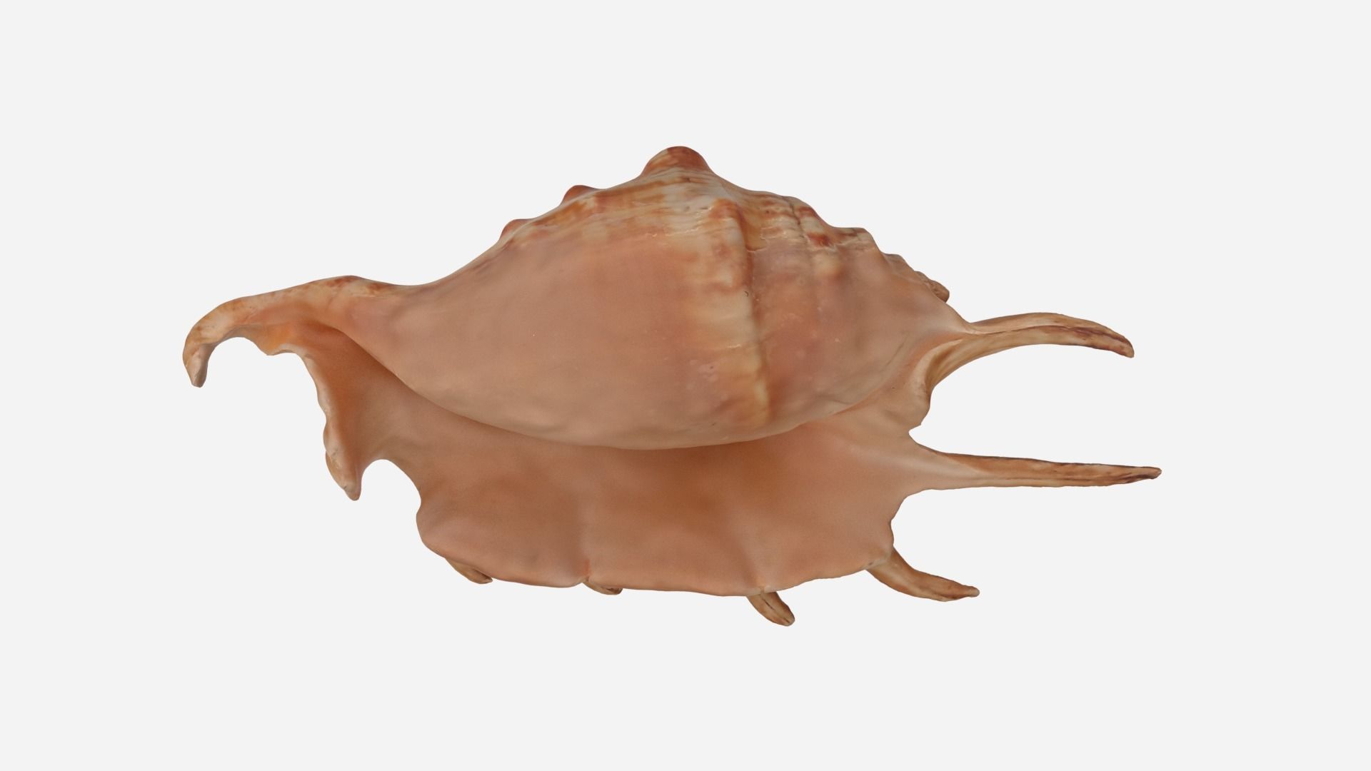 Sea shell Spider Conch 3d model Low-poly 3D model_13