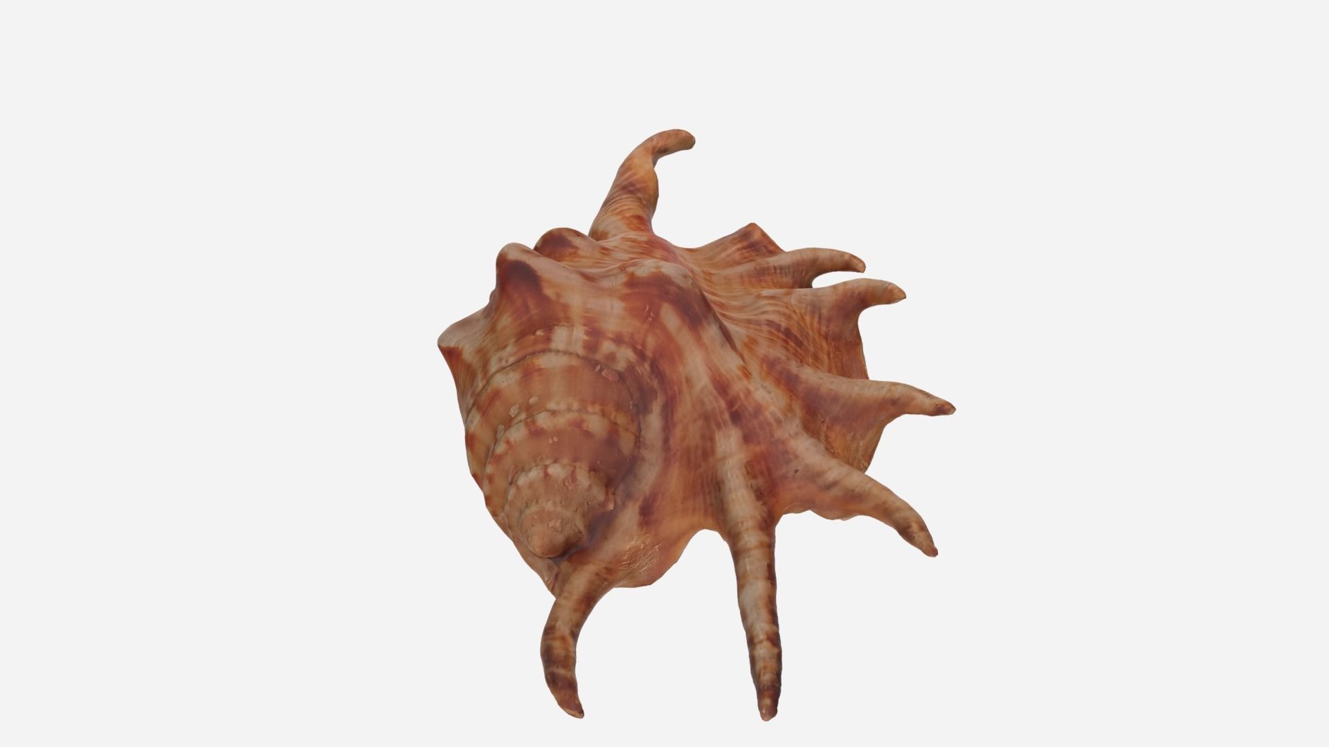 Sea shell Spider Conch 3d model Low-poly 3D model_6
