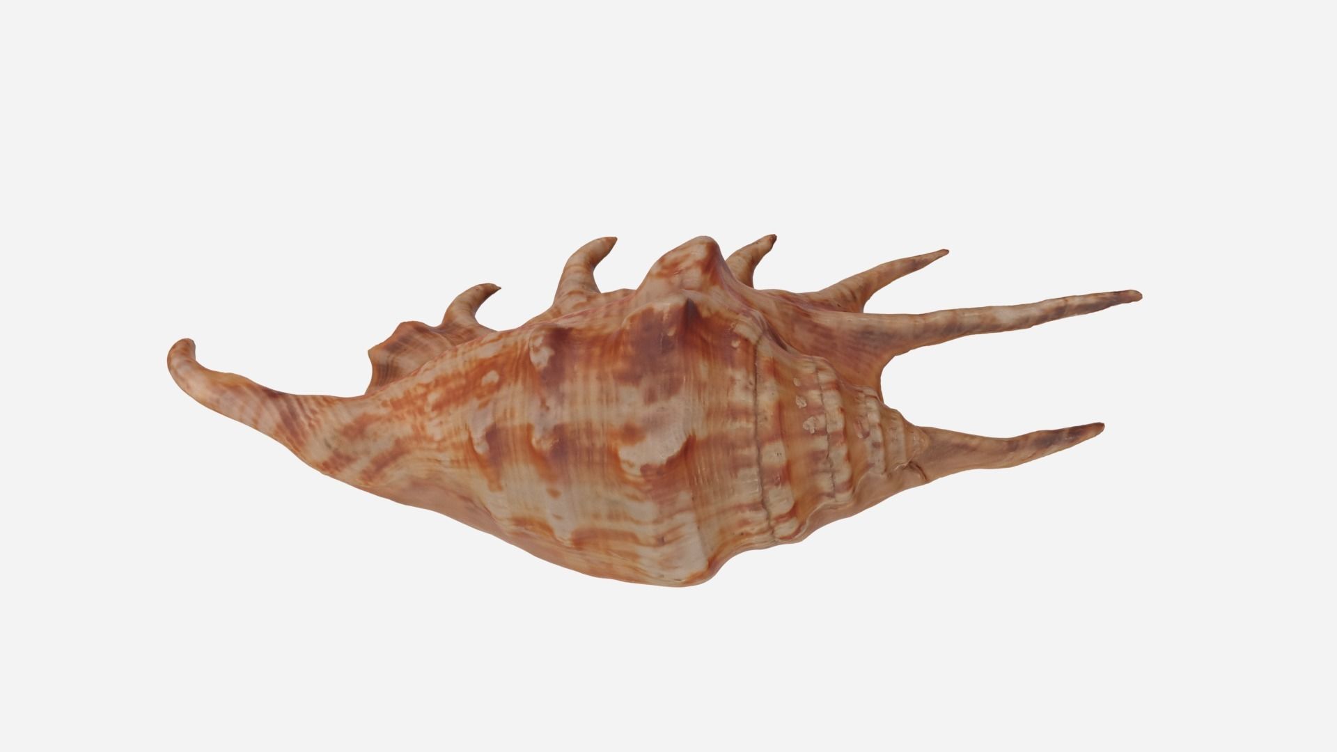 Sea shell Spider Conch 3d model Low-poly 3D model_12