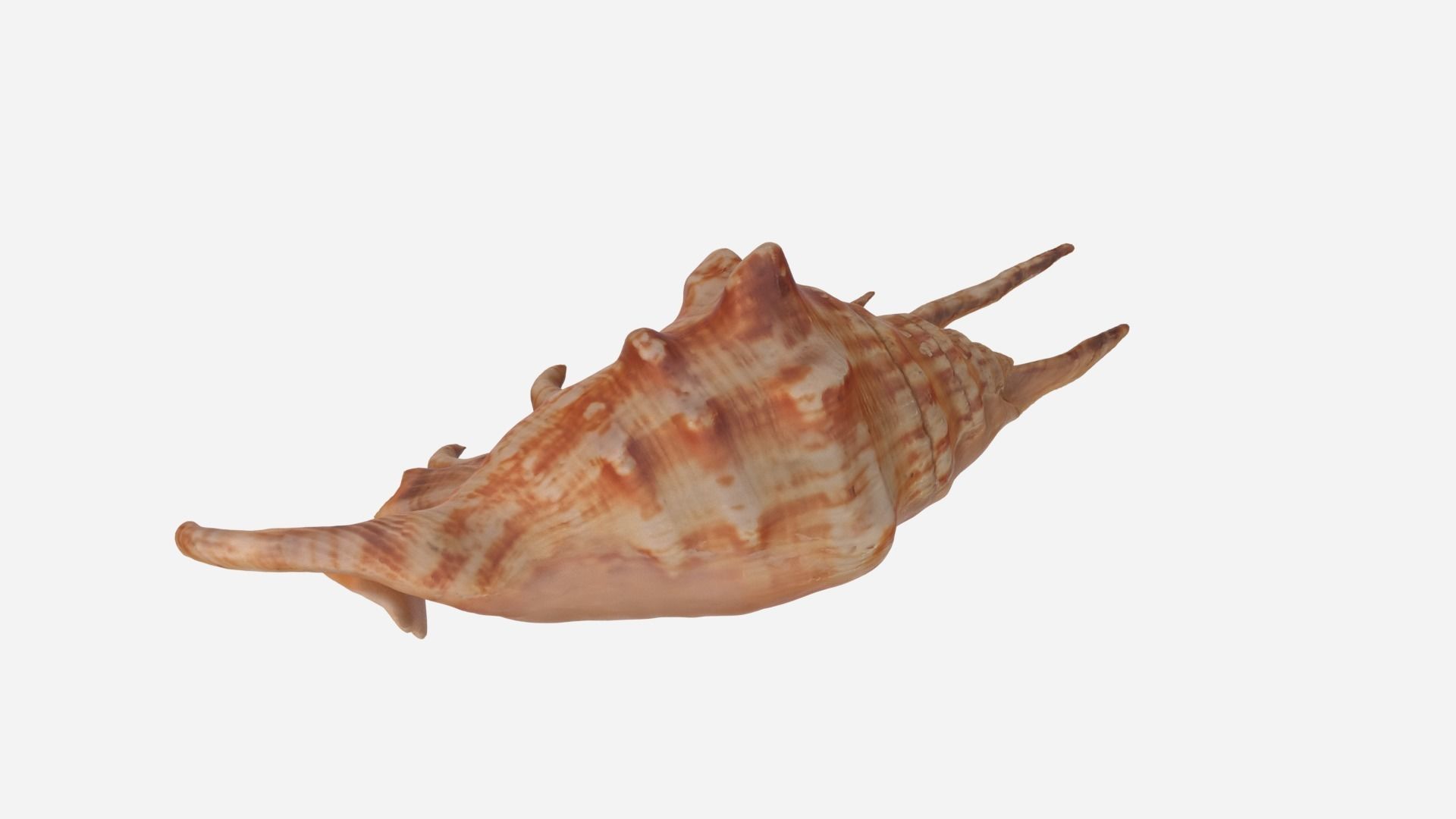 Sea shell Spider Conch 3d model Low-poly 3D model_4