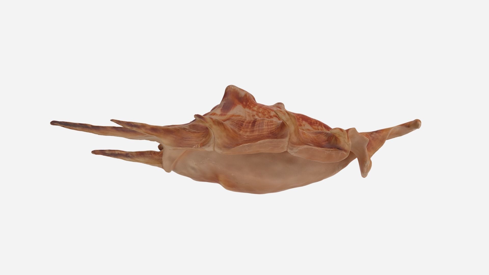 Sea shell Spider Conch 3d model Low-poly 3D model_9