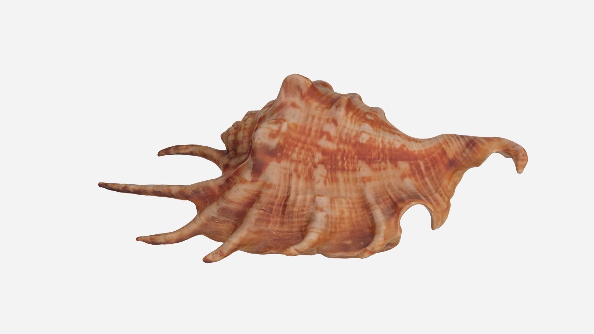 Sea shell Spider Conch 3d model Low-poly 3D model_1