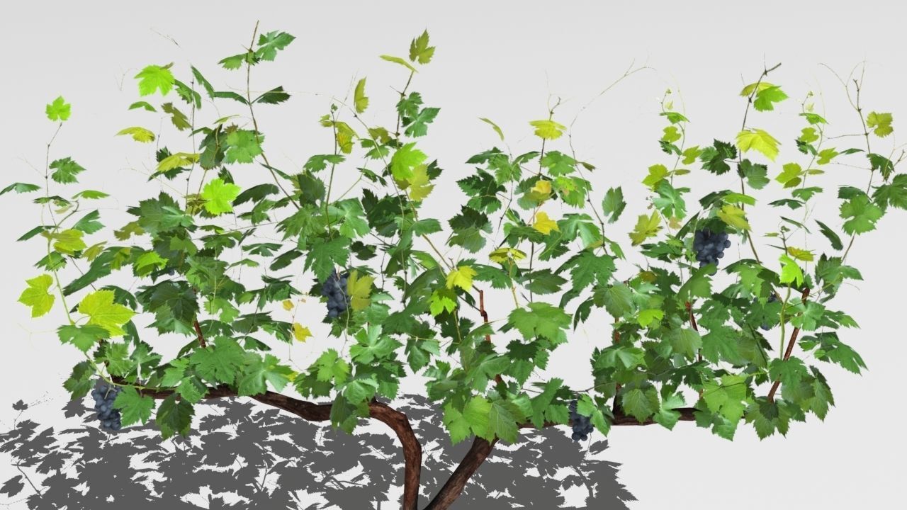 Vineyard vines growing on fence Low-poly 3D model_3