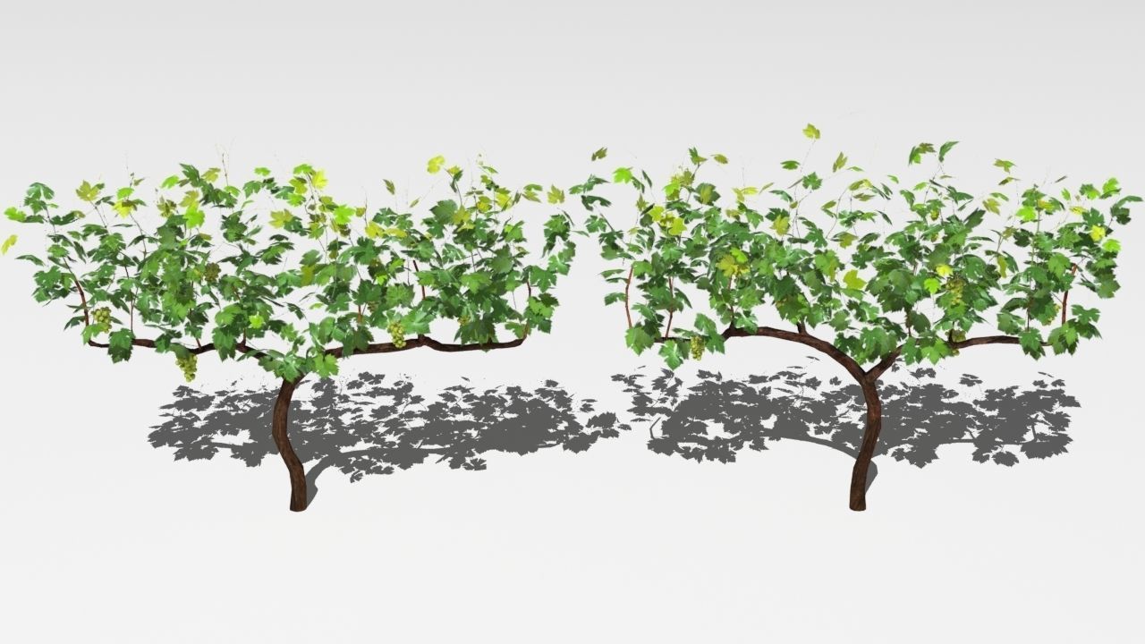 Vineyard vines growing on fence Low-poly 3D model_12