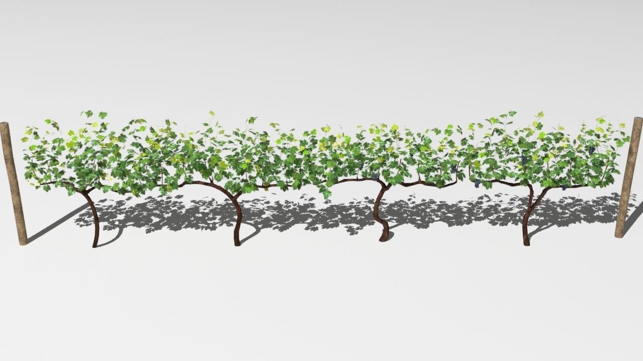 Vineyard vines growing on fence Low-poly 3D model_8