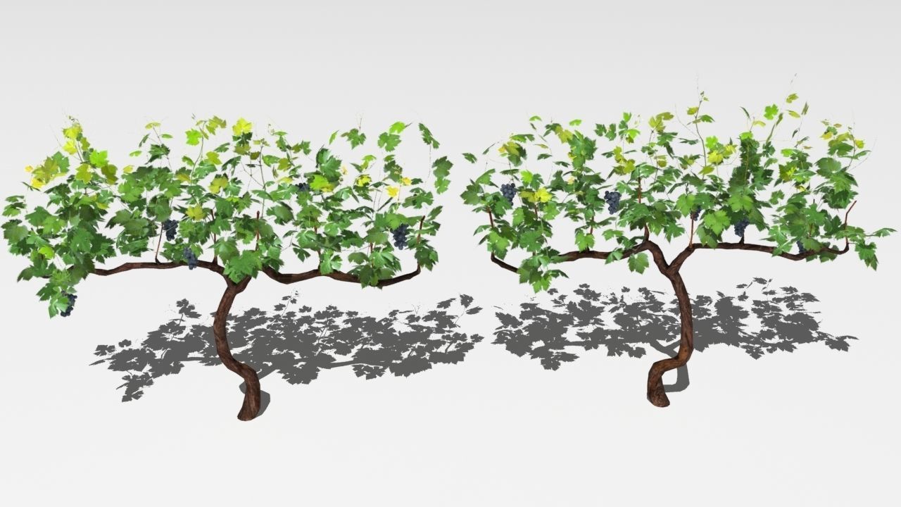 Vineyard vines growing on fence Low-poly 3D model_13