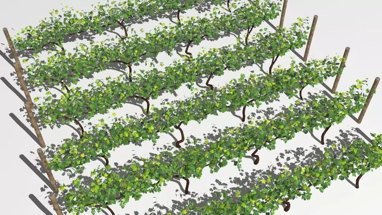 Vineyard vines growing on fence Low-poly 3D model_0