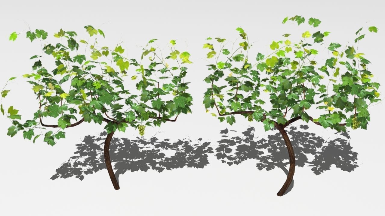 Vineyard vines growing on fence Low-poly 3D model_11