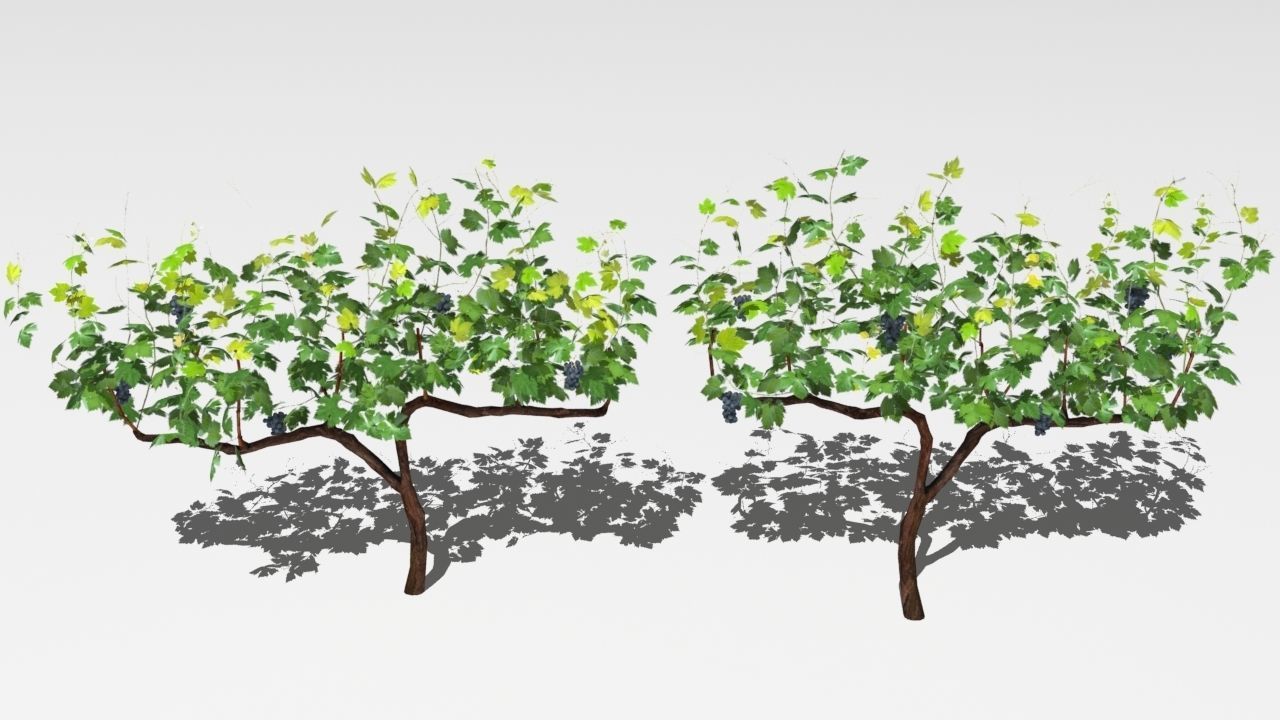 Vineyard vines growing on fence Low-poly 3D model_4