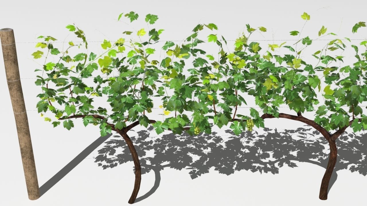 Vineyard vines growing on fence Low-poly 3D model_10