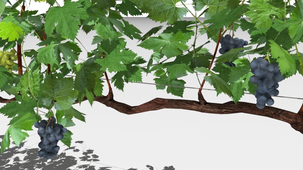 Vineyard vines growing on fence Low-poly 3D model_5