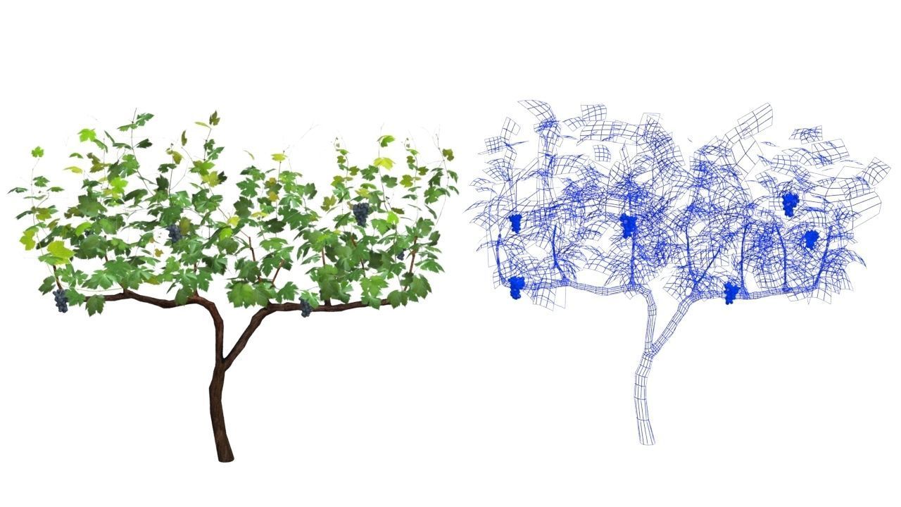 Vineyard vines growing on fence Low-poly 3D model_14