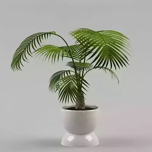 Plant 64