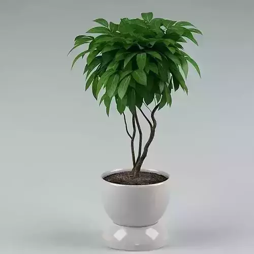 Plant 65