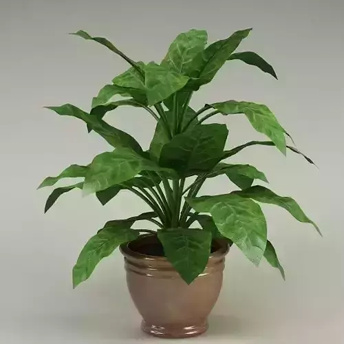 Plant 67