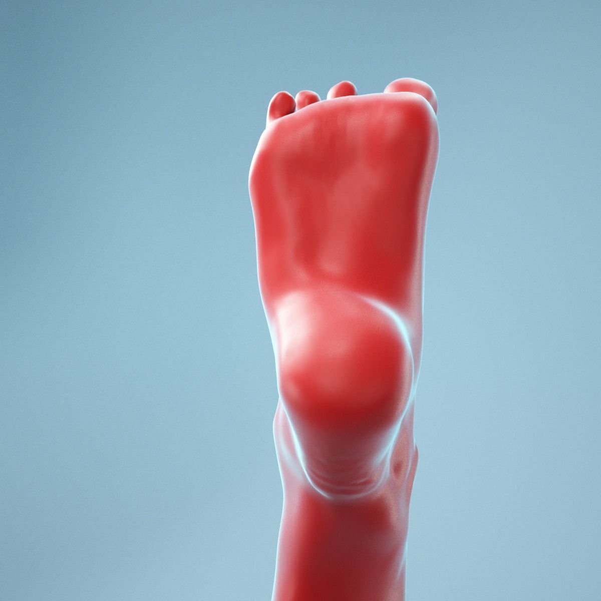 Tip Toes Heeled Realistic Foot Model 03 3D model_10