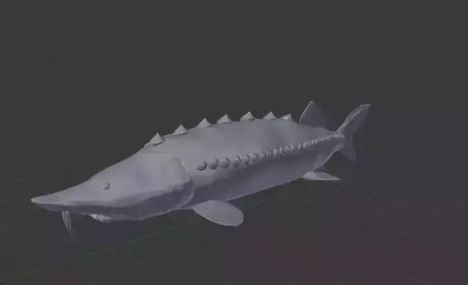  European sturgeon