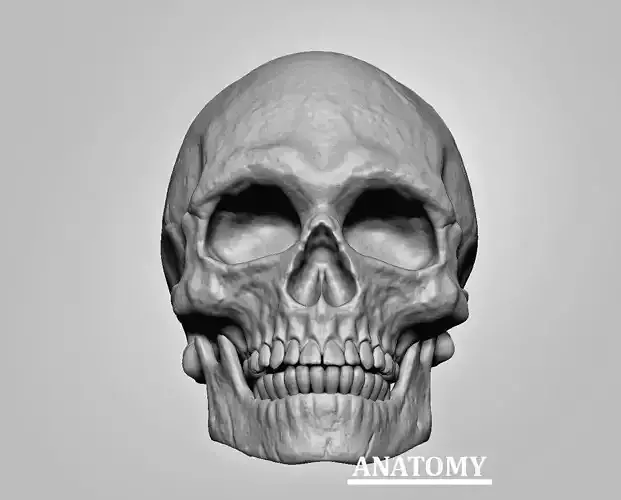 3D Human Skull detailed
