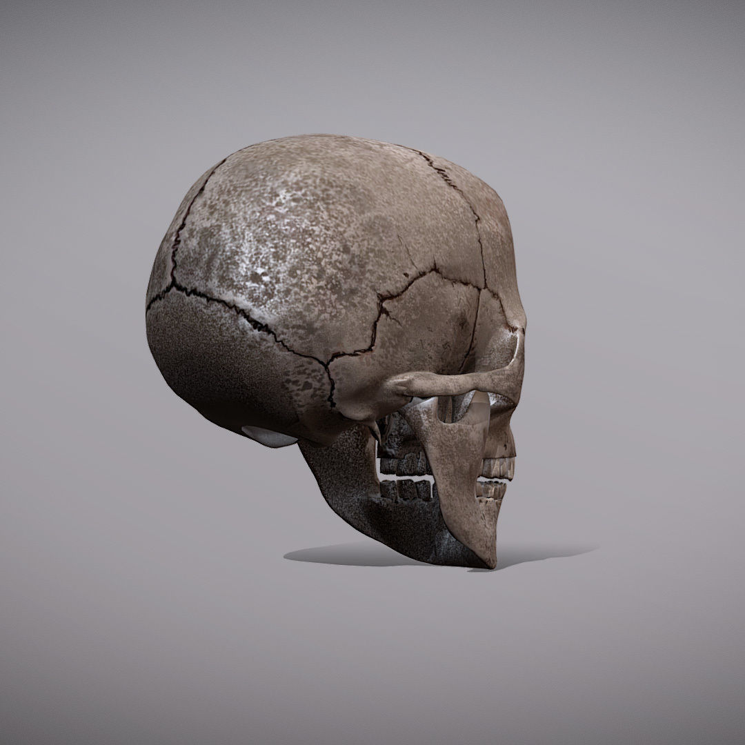 Skull Realistic Male Anatomy 3D model_3