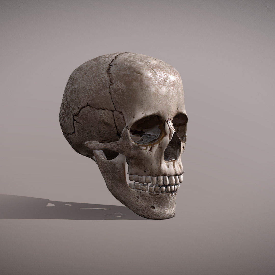 Skull Realistic Male Anatomy 3D model_2
