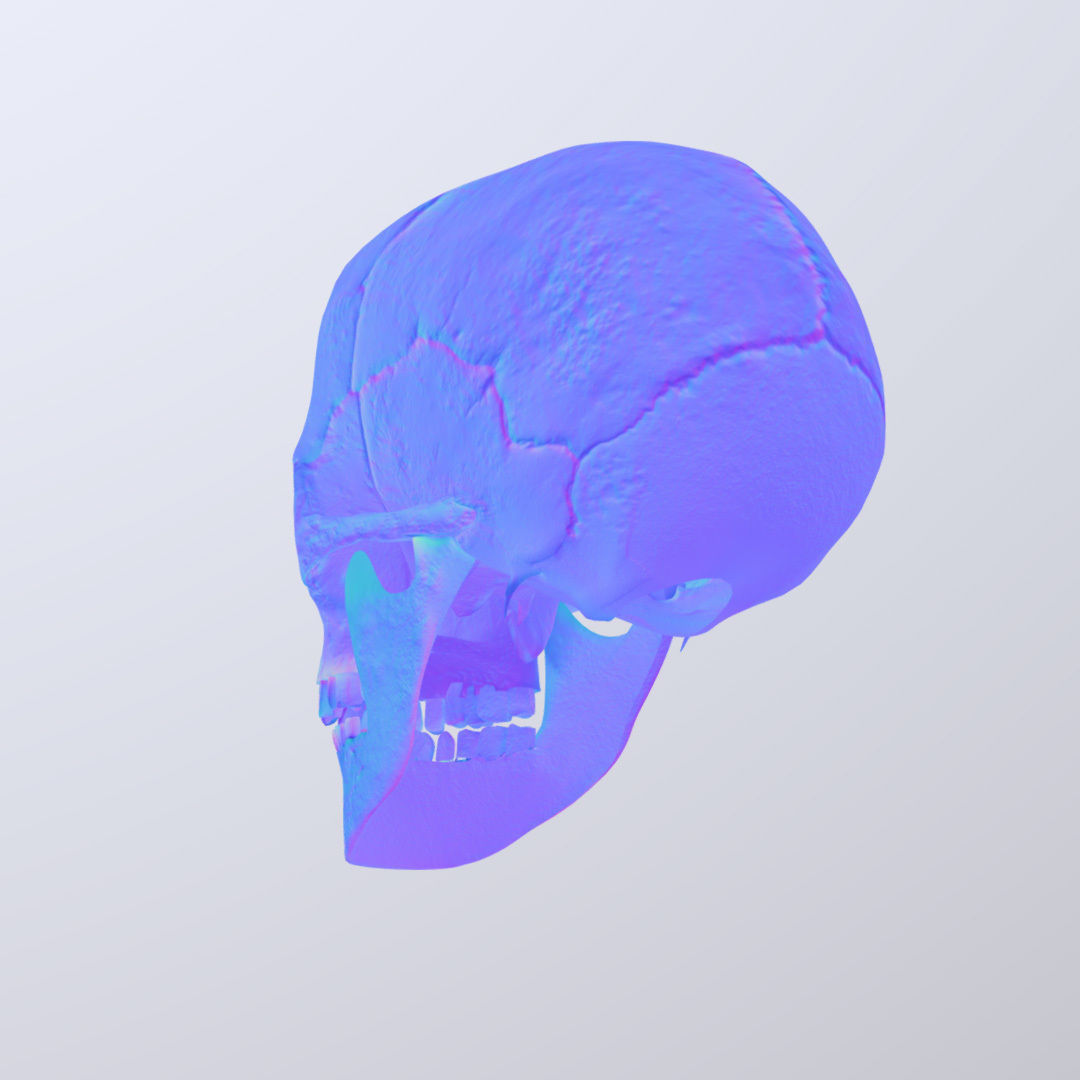 Skull Realistic Male Anatomy 3D model_11
