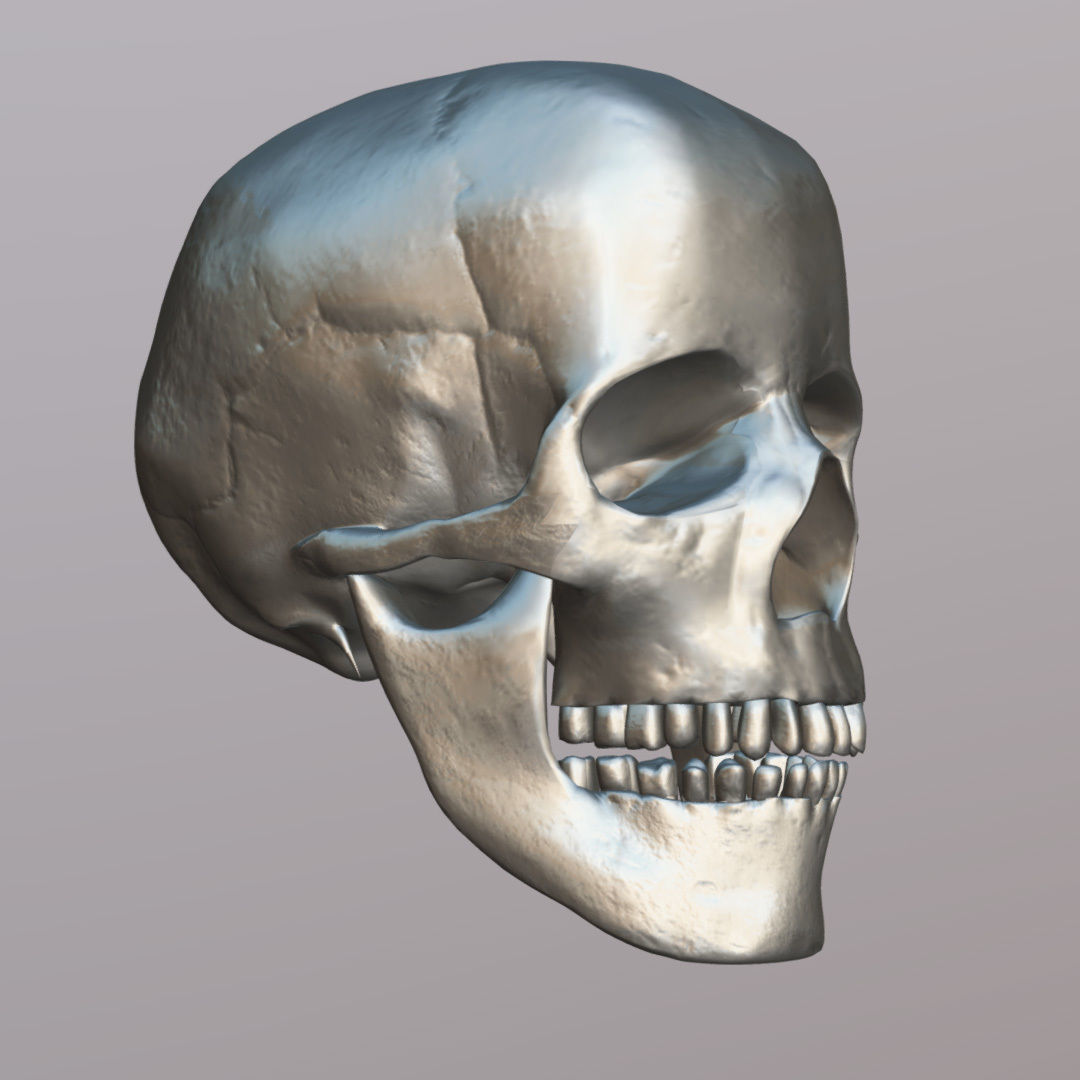 Skull Realistic Male Anatomy 3D model_6