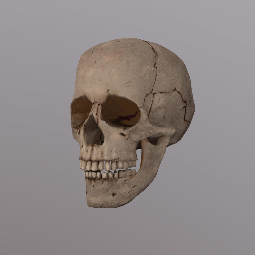Skull Realistic Male Anatomy 3D model_14
