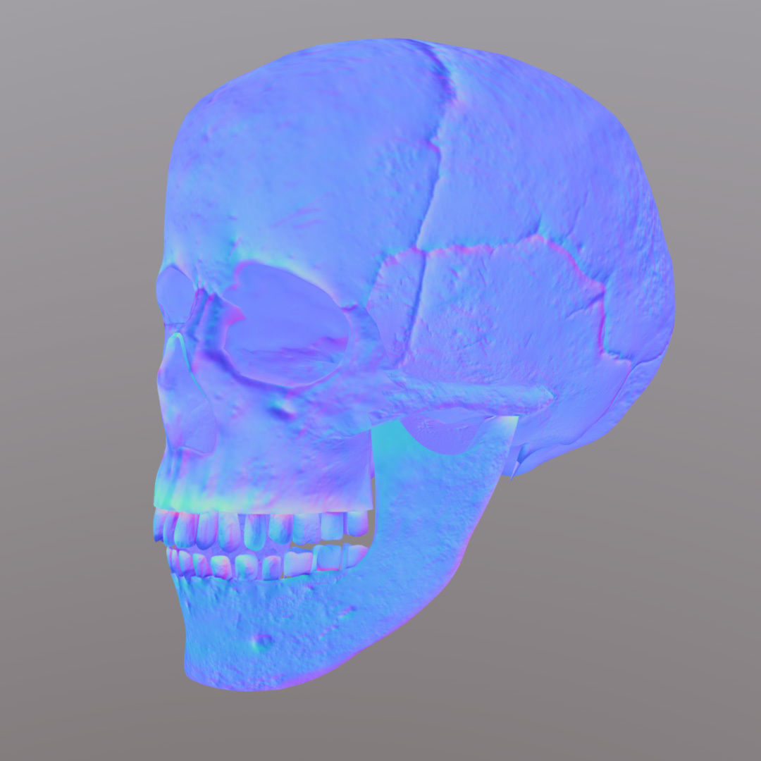 Skull Realistic Male Anatomy 3D model_10