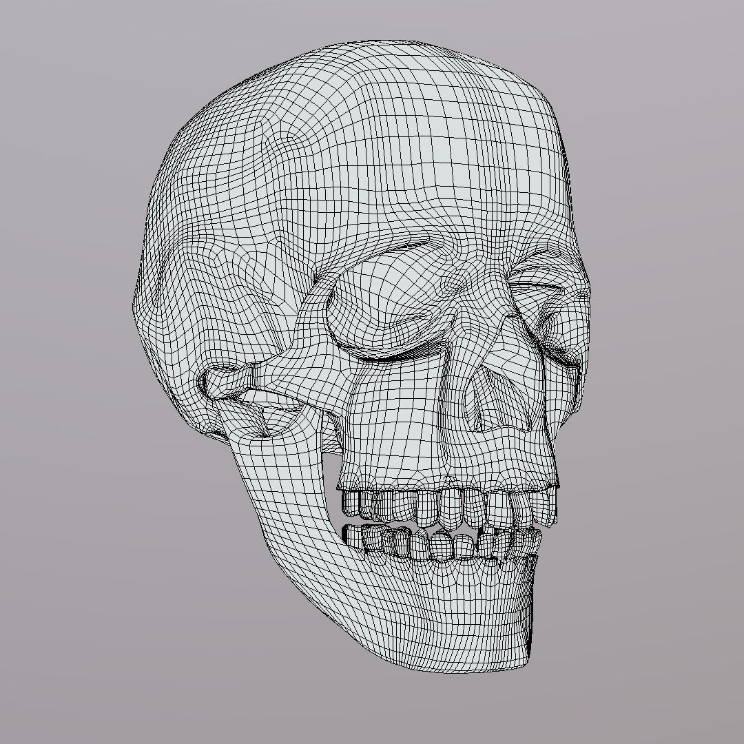 Skull Realistic Male Anatomy 3D model_8