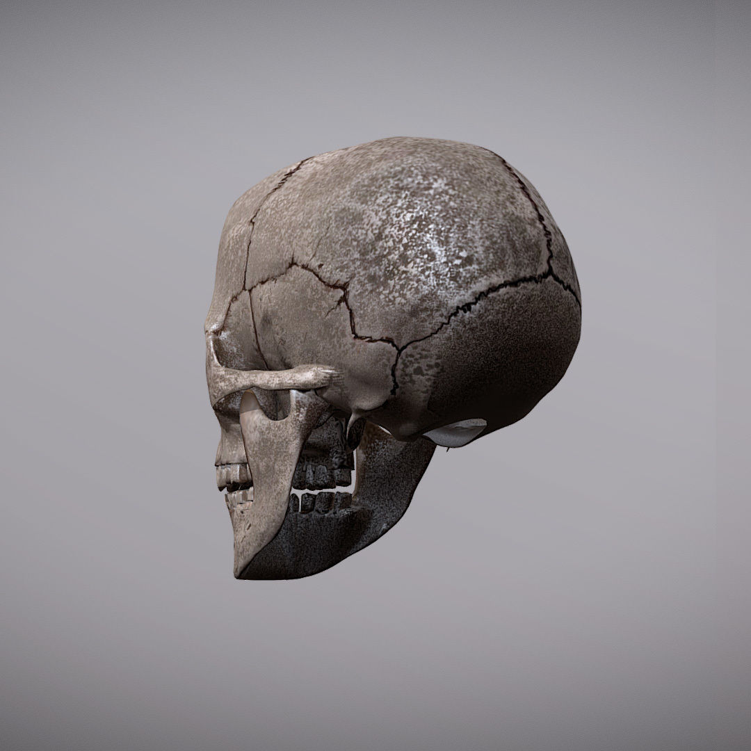 Skull Realistic Male Anatomy 3D model_4