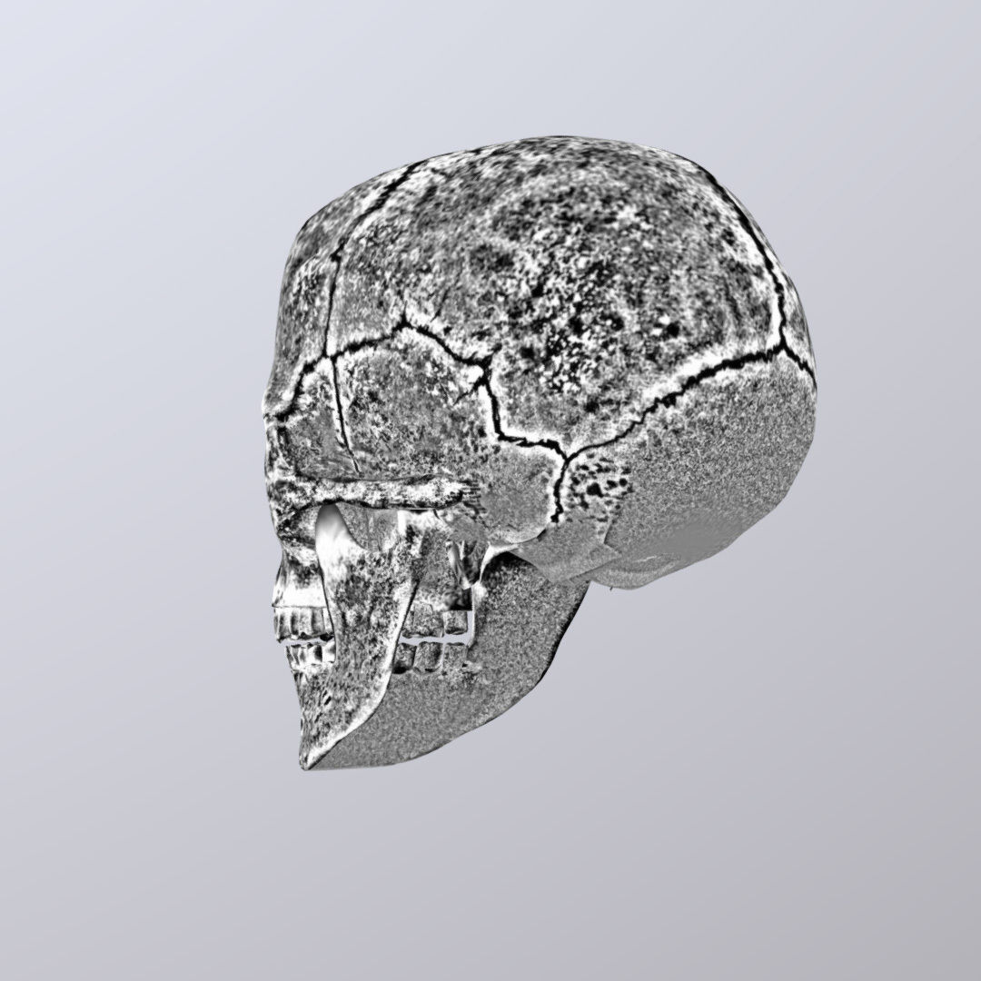 Skull Realistic Male Anatomy 3D model_13