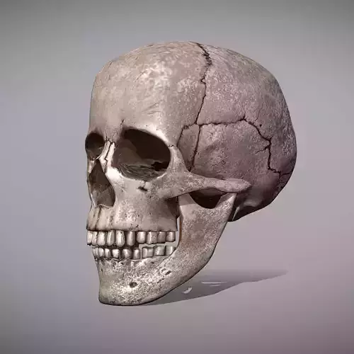 Skull Realistic Male Anatomy